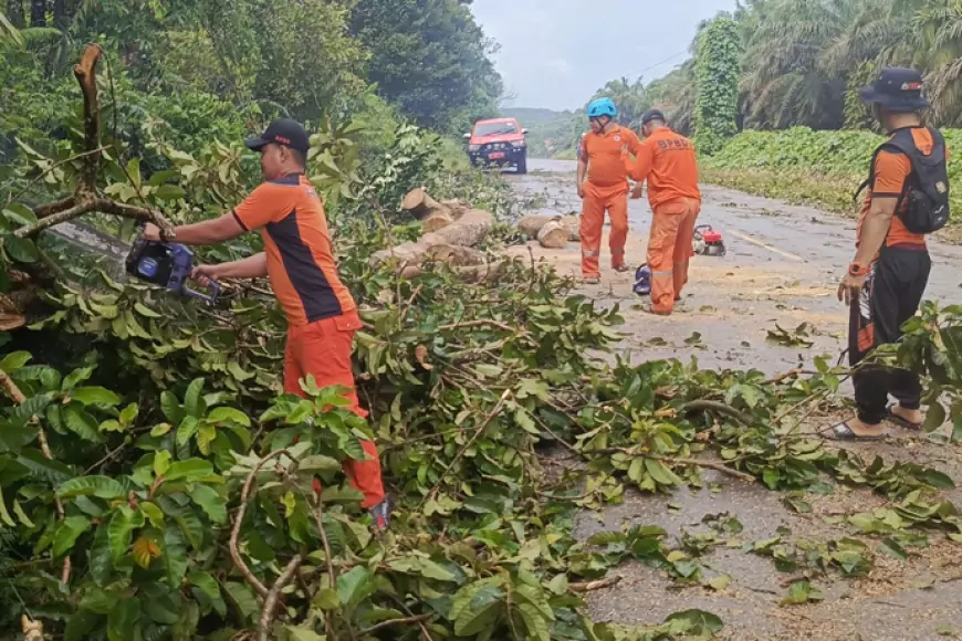 Hujan Deras dan Angin Kencang Tumbangkan Pohon di Jalur Trans Kalimantan, BPBD Lamandau Lakukan Evakuasi