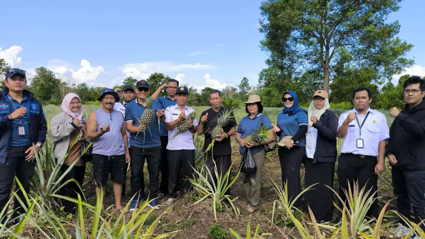 Menuju Target IG Terbanyak se-ASEAN, Kanwil Kemenkum Kalteng Lakukan Verifikasi Lapangan Nanas Gantang Sampit